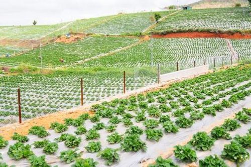 Người phụ nữ mang cây 'xóa đói giảm nghèo' về với Cò Nòi