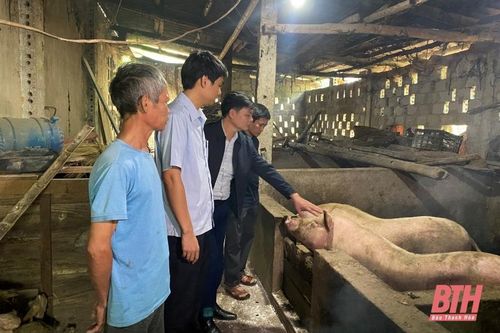 Người dân huyện Triệu Sơn sẽ sớm được tái hỗ trợ lợn giống sinh sản