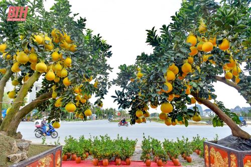 Bưởi 'siêu quả', quất mini xuống phố đón tết sớm