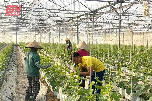 Các HTX đẩy mạnh sản xuất dịp trước, trong và sau tết