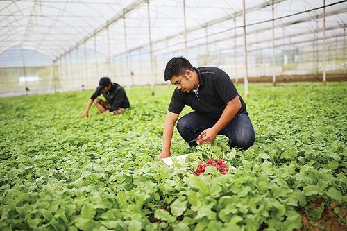 Không thể đảo ngược: Xu thế phát triển nông nghiệp xanh