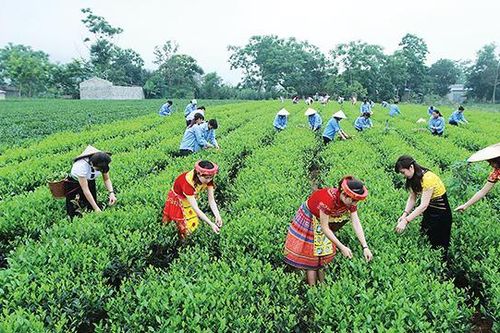 Kỳ vọng của nông dân miền núi: Cụ thể hóa bằng hành động