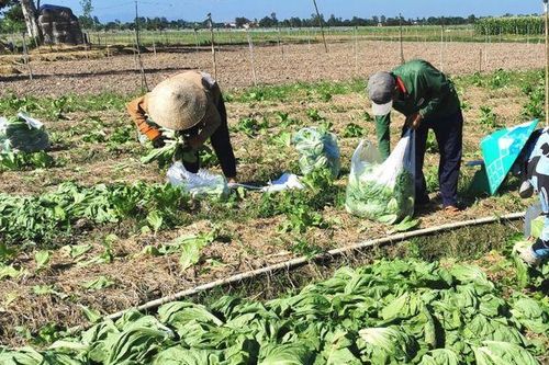 Nhộn nhịp vụ rau màu đón Tết