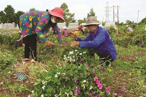 Tín đồ Phật giáo Hòa Hảo đóng góp an sinh xã hội