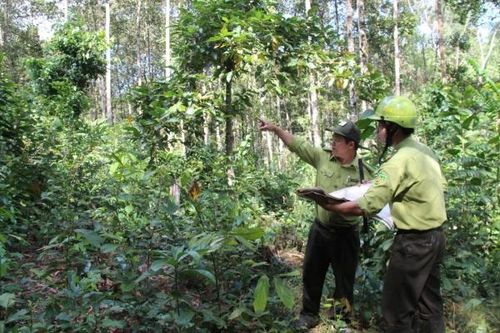 Nỗ lực giữ rừng dịp Tết