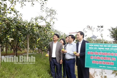 Trồng táo giống mới cho thu lãi trên 340 triệu đồng/ha