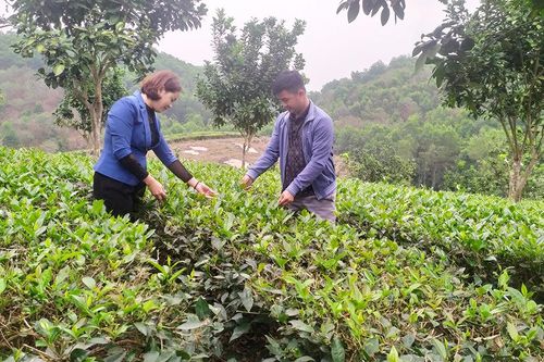 Phát triển sản phẩm OCOP gắn với du lịch