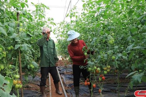 Chủ động rau xanh phục vụ thị trường tết