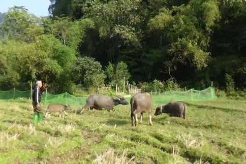 Tuyên Quang: Xã Thượng Lâm phòng chống rét cho gia súc