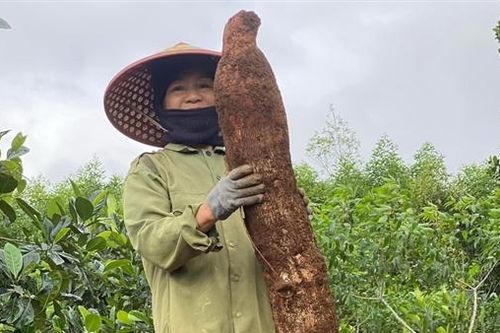 Một nông dân phát hiện củ khoai mì 'khủng'