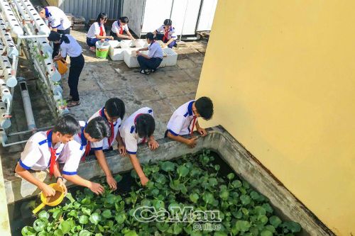 Vườn rau, ao cá học đường