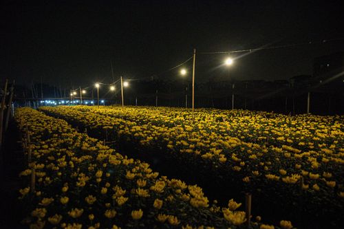 Chong đèn xuyên đêm, ép hoa 'thức' đón Tết