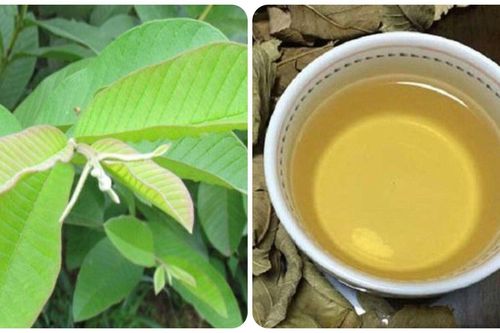Cách làm trà lá ổi tốt cho sức khỏe