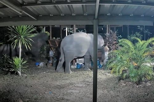 Đàn voi rừng phá nát ngôi nhà ở Thái Lan