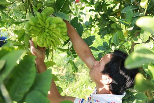 Nông dân Hà Nội rục rịch thu hoạch phật thủ sai trĩu cành