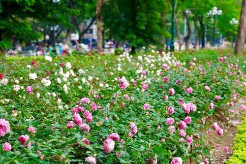 Công viên Thống Nhất 1 năm sau rỡ hàng rào: Trăm hoa đua sắc