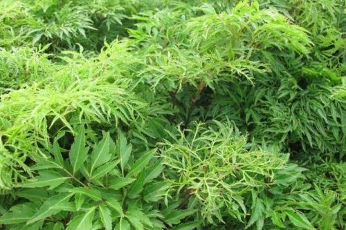 Cây đinh lăng chữa được những bệnh gì?