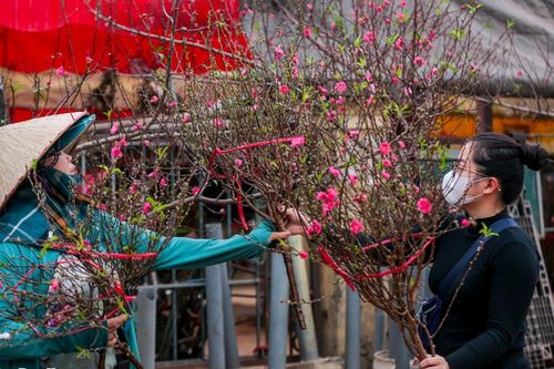 Hoa đào Nhật Tân xuống phố khoe sắc, đón Tết sớm