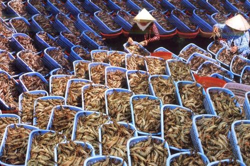 Làng khô biển miền Tây vào vụ Tết