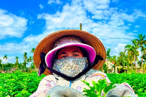 Quảng Ngãi: Nhà vườn tất bật vào vụ mùa hoa Tết