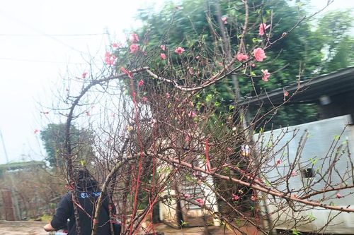 Đào Nhật Tân khoe sắc sớm, rời vườn theo tiểu thương xuống phố