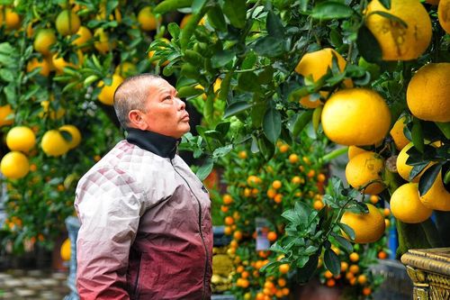 Bưởi cảnh xuống đường phố Hà Nội giá hàng trăm triệu đồng