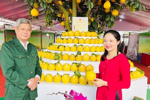 Hà Nội linh hoạt giải pháp tiêu thụ bưởi