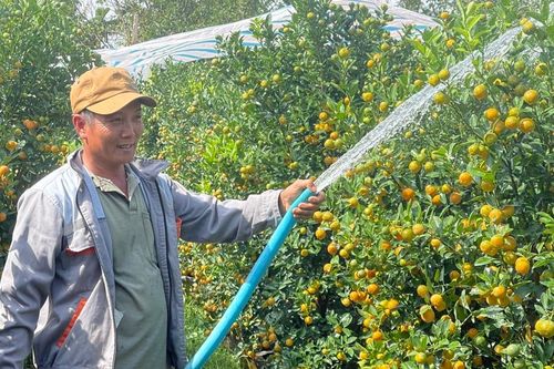Quảng Ngãi: Những người tiên phong trồng quất Tết