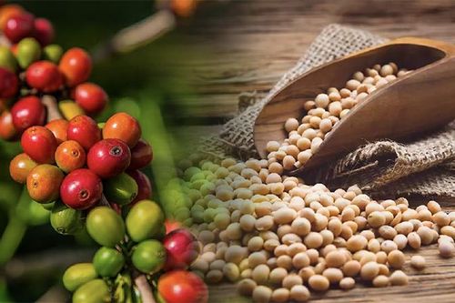 Dòng tiền đầu tư nhóm nông sản dịch chuyển mạnh mẽ