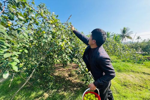 Hải Phòng: Trăn trở bài toán phát triển thương hiệu Táo muối Bàng La