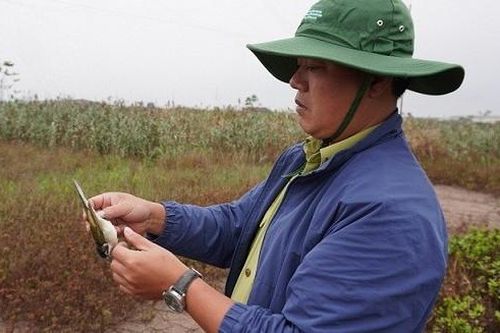 Nhiều hoạt động thiết thực bảo vệ chim di cư ở Kim Sơn, Ninh Bình