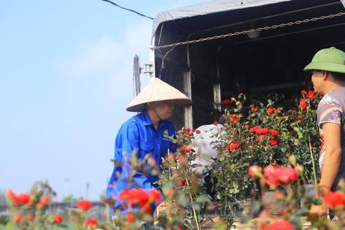 Người dân vùng hoa ngoại thành Hà Nội tất bật vụ Tết 2024