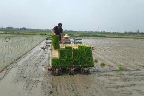 Hưng Yên: Giá trị thu nhập bình quân năm 2023 đạt 238 triệu đồng/héc-ta