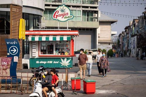 Thái Lan sắp thông qua luật cấm sử dụng cần sa giải trí