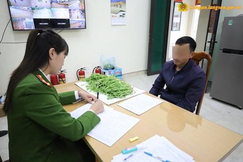 Lạng Sơn phát hiện hơn 1.000 cây thuốc phiện trồng trong nhà dân