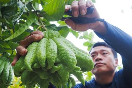 Làng trồng phật thủ ở ngoại thành Hà Nội rộn ràng vào vụ Tết Giáp Thìn