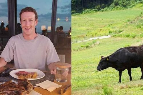 Tỷ phú Mark Zuckerberg chăn nuôi gia súc ở đảo Hawaii