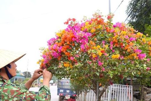 Từng bị 'thất sủng', loài hoa này hồi sinh rực rỡ hút khách dịp Tết
