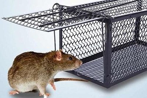Bẫy chuột phá lúa nhưng gây án mạng chết người