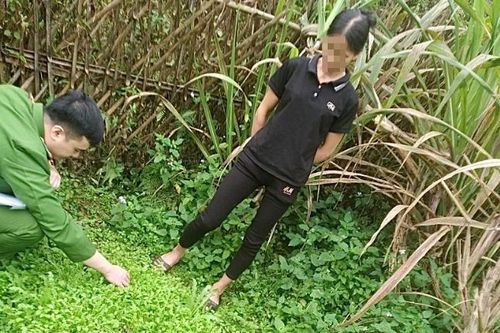 Phát hiện, phá nhổ gần 1.000 cây thuốc phiện trồng trái phép trong vườn nhà dân