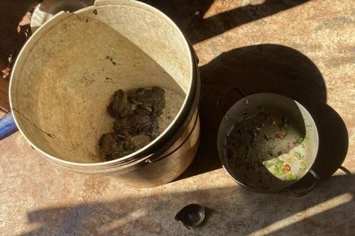 Gia Lai: Tự làm thịt cóc ăn, ba em nhỏ ở huyện Chư Sê thương vong