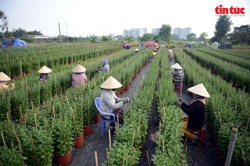 Nhà vườn giảm diện tích trồng hoa Tết, hồi hộp chờ giá cả