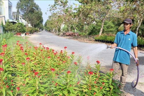 Nhà vườn Vĩnh Long đón thương lái mua hoa Tết