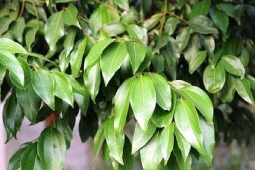 Đặt vài chiếc lá này trong nhà, đảm bảo gián không dám 'bén mảng'
