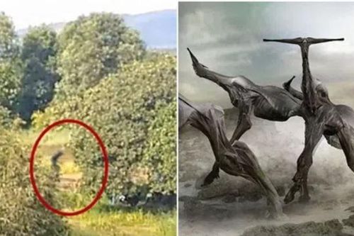 Giải mã về sinh vật bí ẩn xuất hiện tại rừng rậm Nam Mỹ, từng bị nghi là người ngoài hành tinh