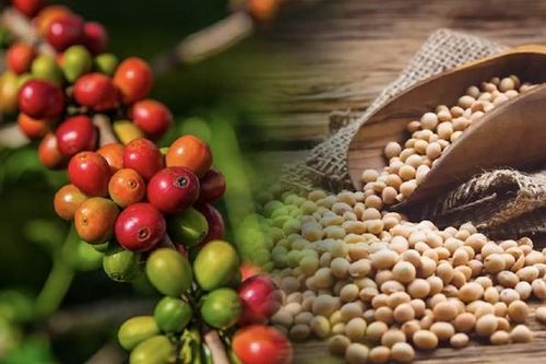 Thị trường hàng hóa 11/1: Giá cà phê Robusta tăng phiên thứ 5 liên tiếp