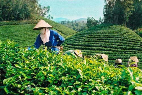 Xuất khẩu chè sa sút vì chậm đầu tư vào chế biến sâu