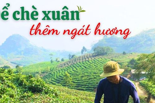 Để chè xuân ngát hương