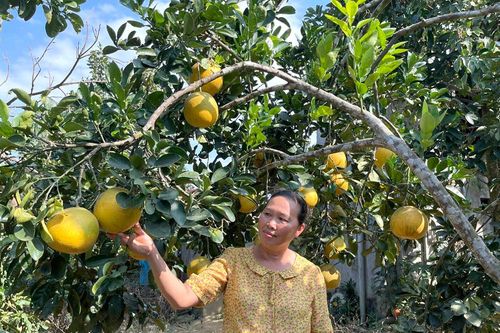 Thu Cúc lãnh đạo phát triển kinh tế, giảm nghèo bền vững