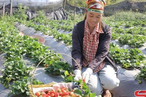 Dâu tây - sản phẩm đặc trưng của Mộc Châu